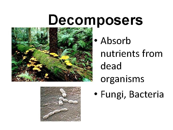 Decomposers • Absorb nutrients from dead organisms • Fungi, Bacteria 