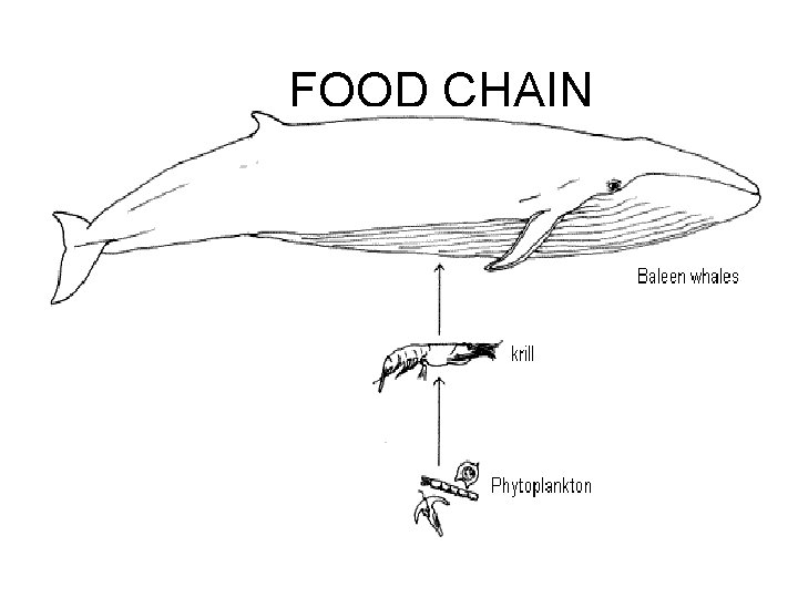 FOOD CHAIN 