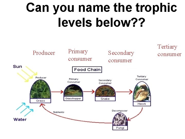 Can you name the trophic levels below? ? Producer Primary consumer Secondary consumer Tertiary