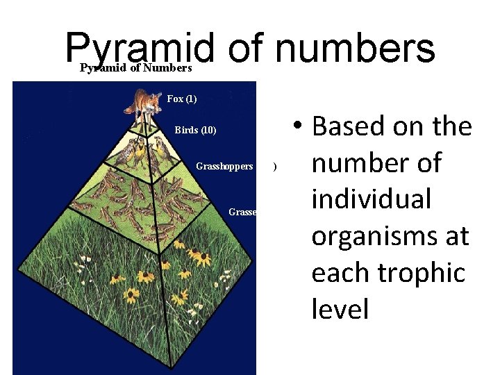 Pyramid of numbers Pyramid of Numbers Fox (1) Birds (10) Grasshoppers (100) Grasses (1000)