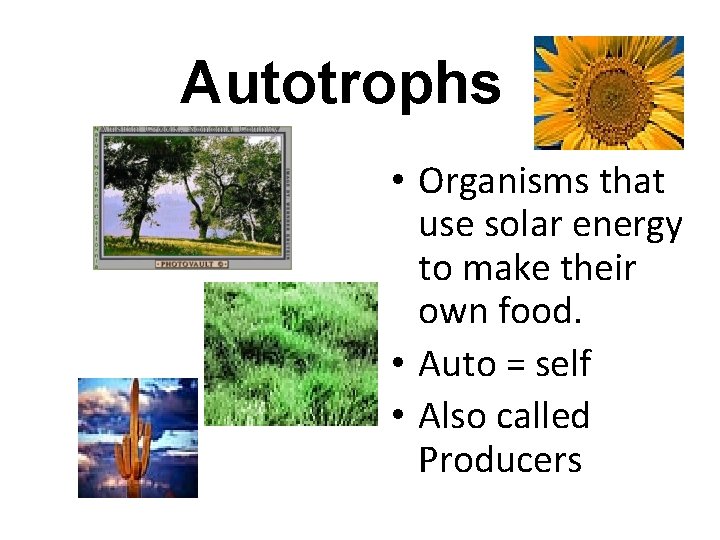 Energy in Ecosystems Food Chains and s Note