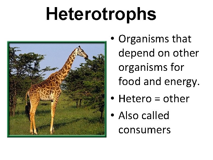 Heterotrophs • Organisms that depend on other organisms for food and energy. • Hetero