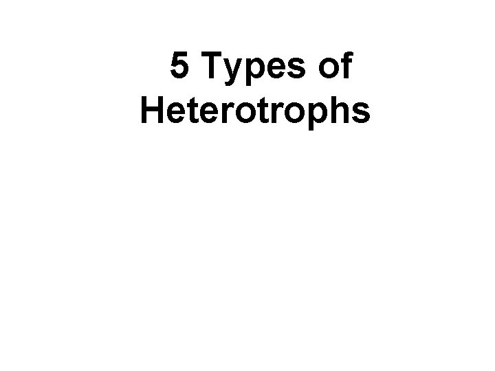 5 Types of Heterotrophs 