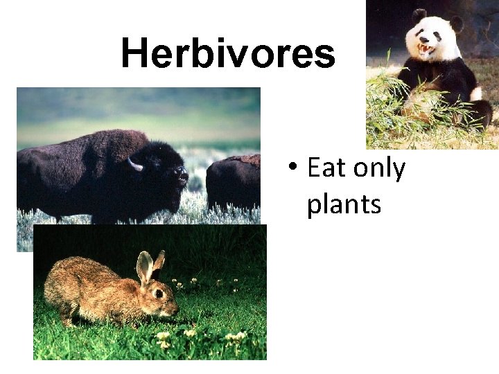 Herbivores • Eat only plants 
