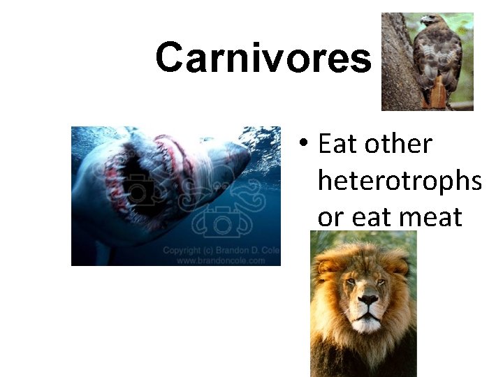 Carnivores • Eat other heterotrophs or eat meat 