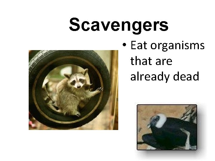 Scavengers • Eat organisms that are already dead 