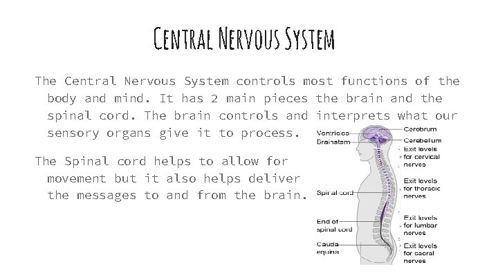 Central Nervous System The Central Nervous System controls most functions of the body and