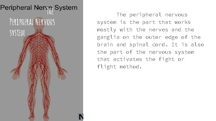 The Peripheral Nervous system The peripheral nervous system is the part that works mostly