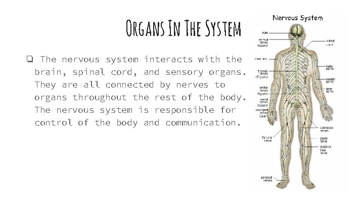 Organs In The System ❏ The nervous system interacts with the brain, spinal cord,