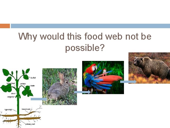 Why would this food web not be possible? 