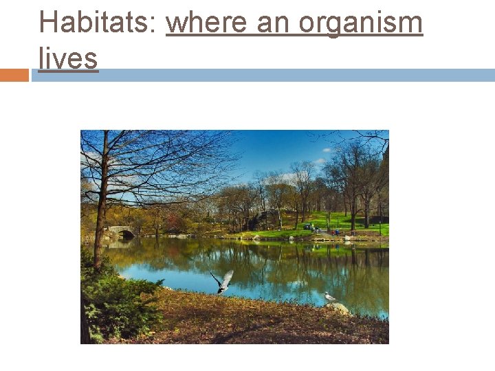 Habitats: where an organism lives 