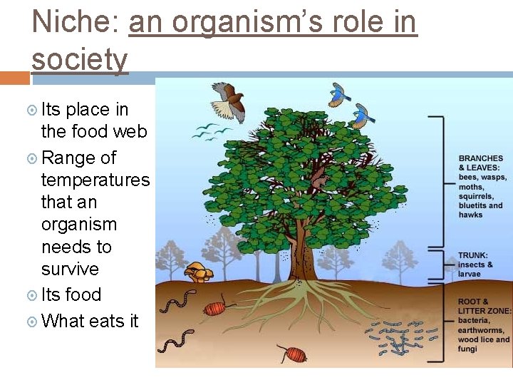 Niche: an organism’s role in society Its place in the food web Range of