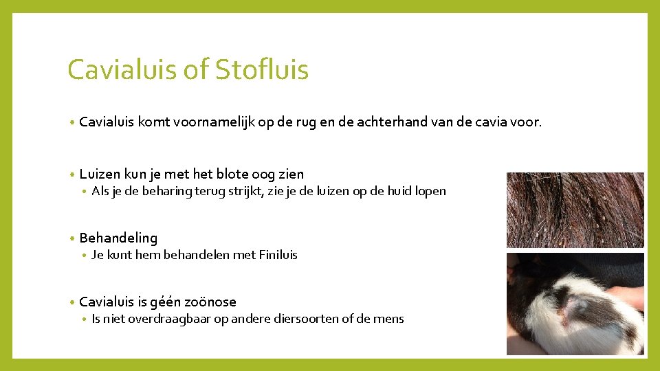 Cavialuis of Stofluis • Cavialuis komt voornamelijk op de rug en de achterhand van