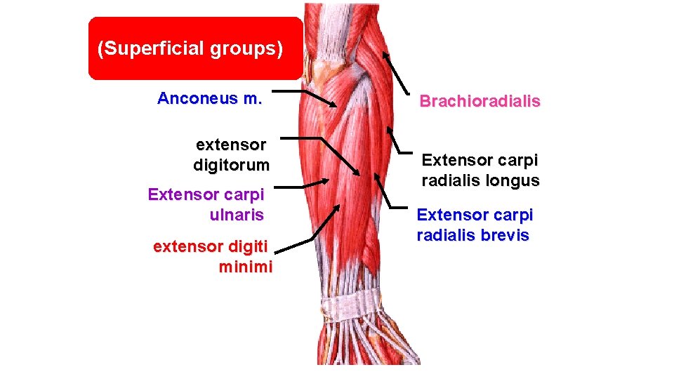 (Superficial groups) Anconeus m. extensor digitorum Extensor carpi ulnaris extensor digiti minimi Brachioradialis Extensor