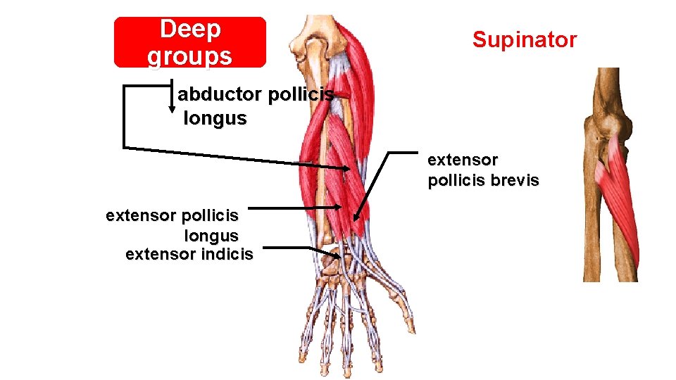 Deep groups Supinator abductor pollicis longus extensor pollicis brevis extensor pollicis longus extensor indicis