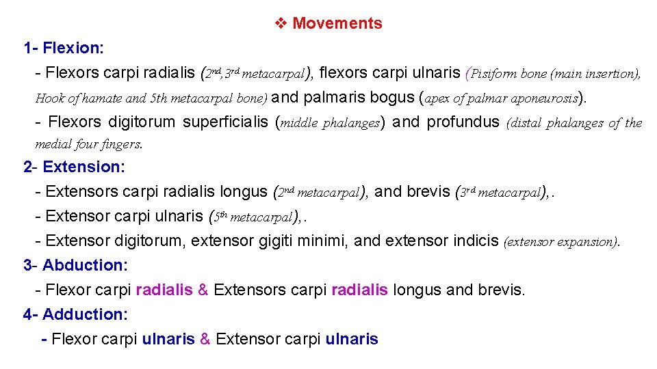 v Movements 1 - Flexion: - Flexors carpi radialis (2 nd, 3 rd metacarpal),