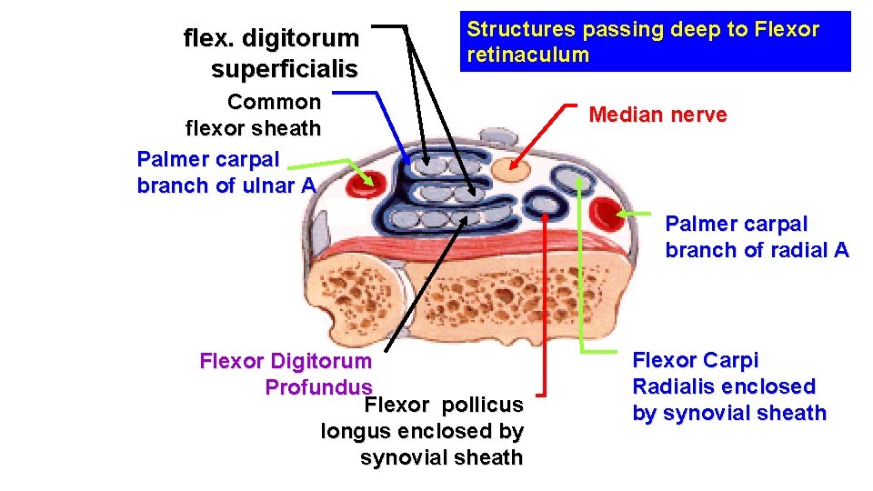 flex. digitorum superficialis Structures passing deep to Flexor retinaculum Common flexor sheath Palmer carpal