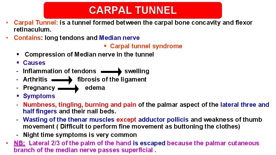 CARPAL TUNNEL • Carpal Tunnel: is a tunnel formed between the carpal bone concavity