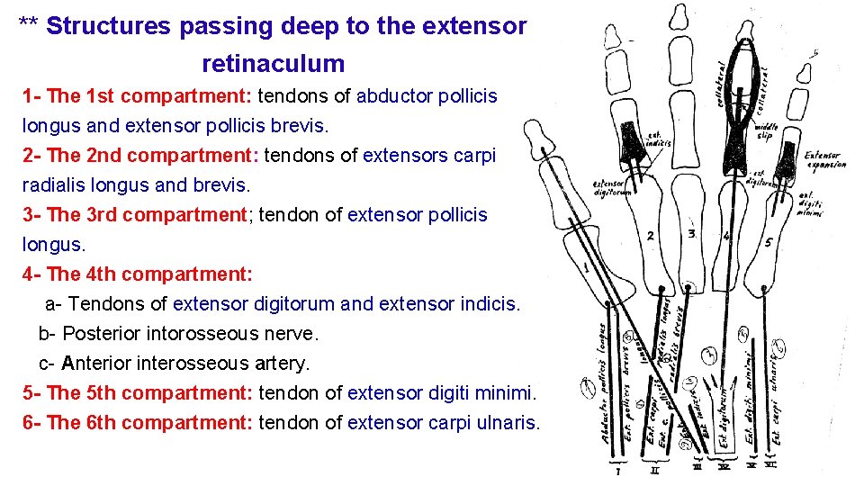 ** Structures passing deep to the extensor retinaculum 1 - The 1 st compartment: