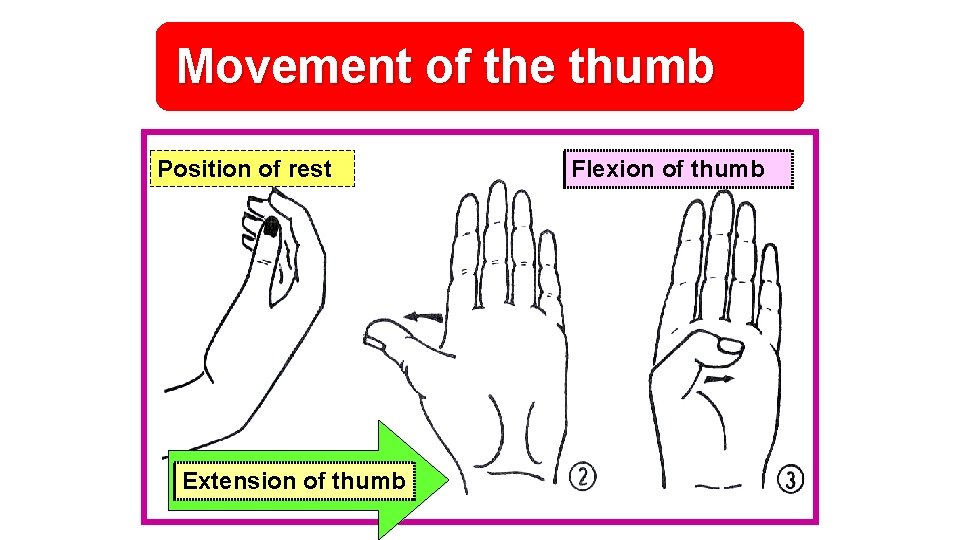 Movement of the thumb Position of rest Extension of thumb Flexion of thumb 