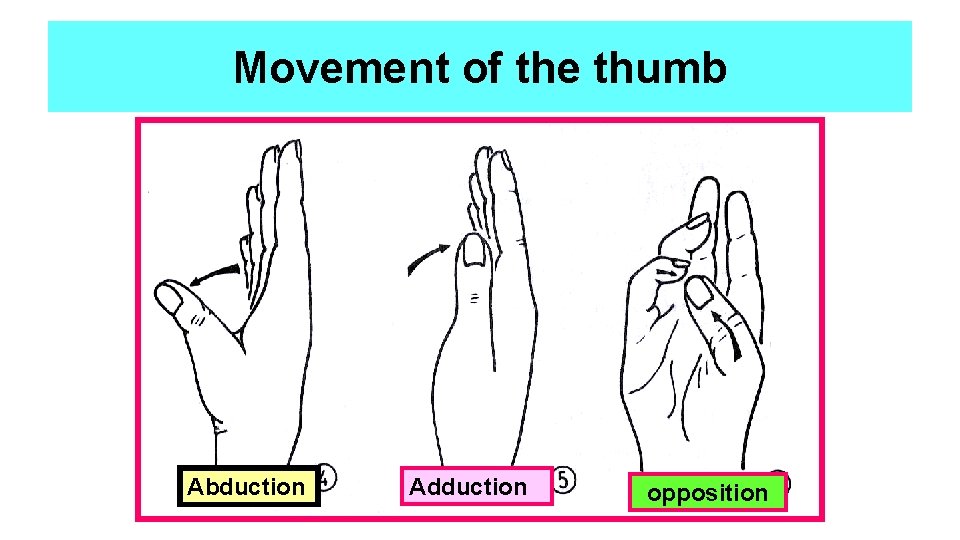 Movement of the thumb Abduction Adduction opposition 