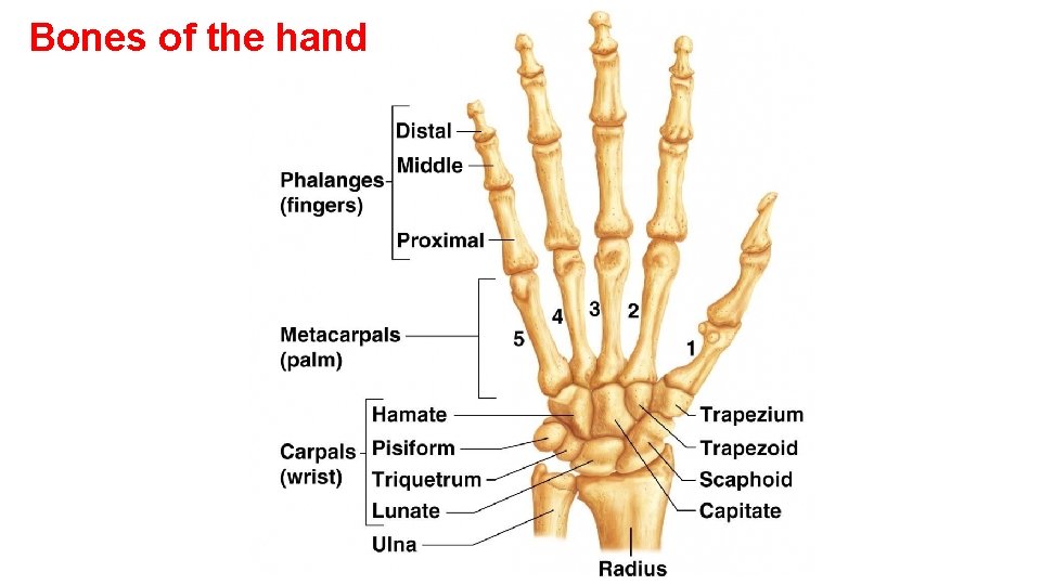 Bones of the hand 