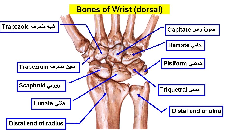 Bones of Wrist (dorsal) Trapezoid ﺷﺒﻪ ﻣﻨﺤﺮﻑ Capitate ﺻﻮﺭﺓ ﺭﺃﺲ Hamate ﺣﺎﻣﻲ Trapezium ﻣﻌﻴﻦ