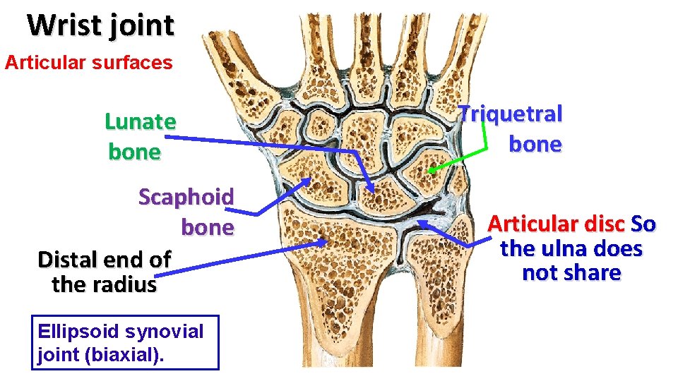 Wrist joint Articular surfaces Lunate bone Scaphoid bone Distal end of the radius Ellipsoid
