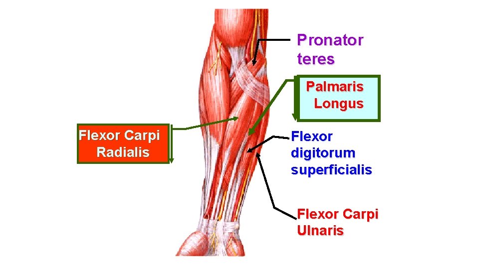 Pronator teres Palmaris Longus Flexor Carpi Radialis Flexor digitorum superficialis Flexor Carpi Ulnaris 