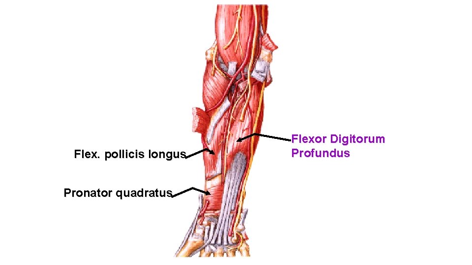 Flex. pollicis longus Pronator quadratus Flexor Digitorum Profundus 