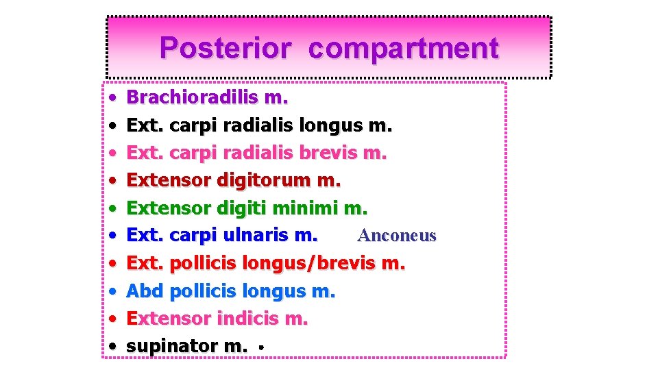Posterior compartment • • • Brachioradilis m. Ext. carpi radialis longus m. Ext. carpi