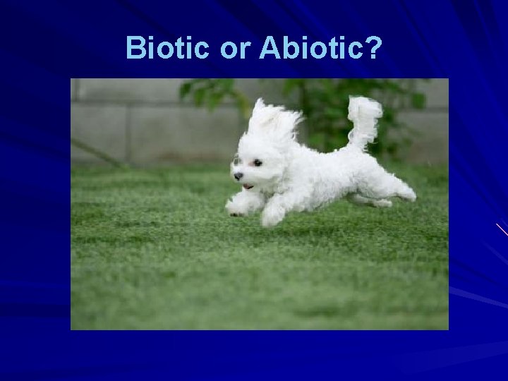 Biotic or Abiotic? Biotic or Abiotic?