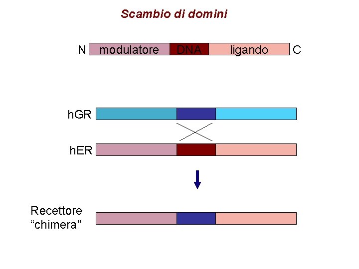 Scambio di domini N h. GR h. ER Recettore “chimera” modulatore DNA ligando C