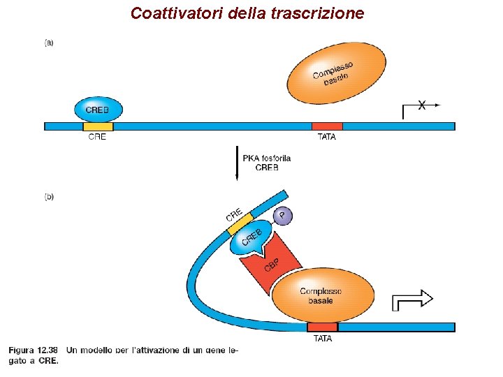 Coattivatori della trascrizione 