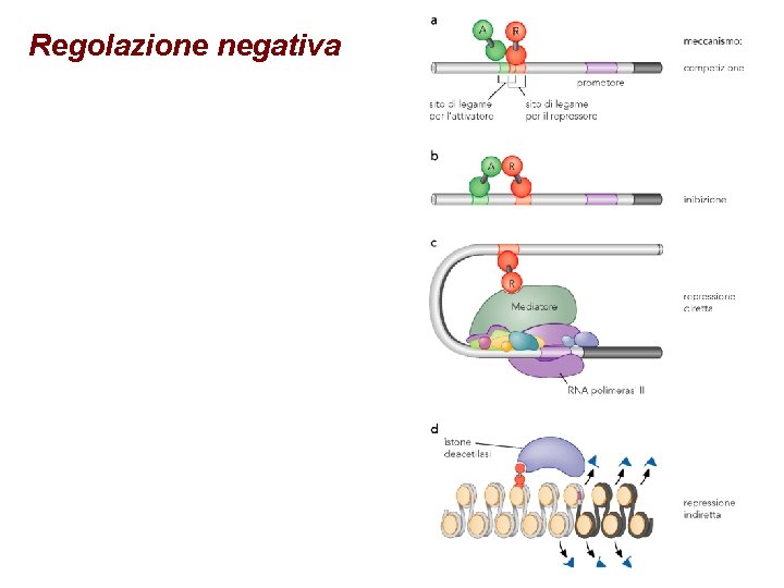 Regolazione negativa 