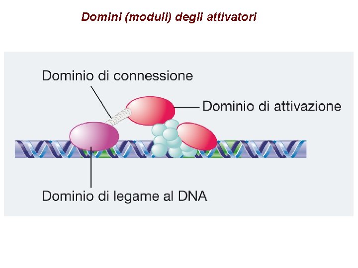 Domini (moduli) degli attivatori 