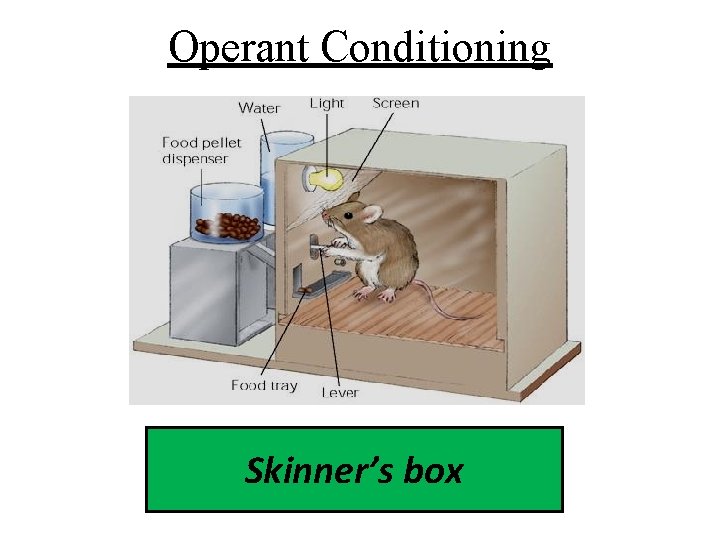 Operant Conditioning Skinner’s box 