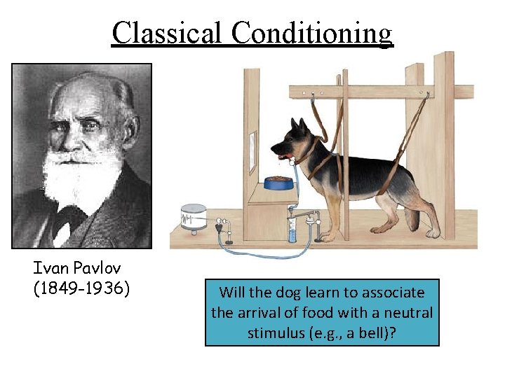Classical Conditioning Ivan Pavlov (1849 -1936) Will the dog learn to associate the arrival