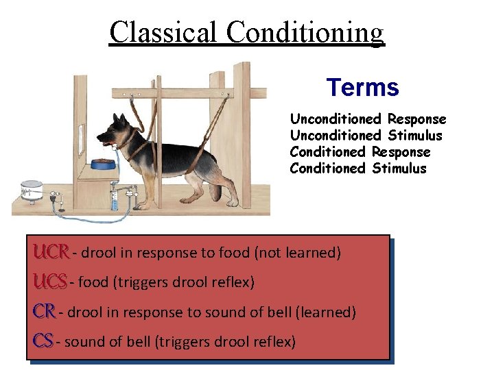 Classical Conditioning Terms Unconditioned Response Unconditioned Stimulus Conditioned Response Conditioned Stimulus UCR - drool