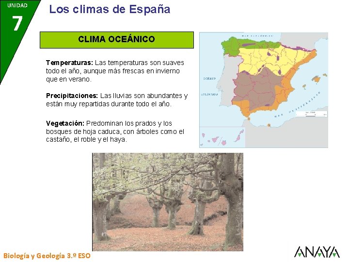 UNIDAD 7 Los climas de España CLIMA OCEÁNICO Temperaturas: Las temperaturas son suaves todo