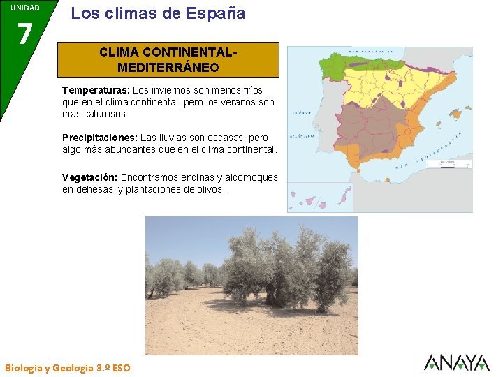 UNIDAD 7 Los climas de España CLIMA CONTINENTALMEDITERRÁNEO Temperaturas: Los inviernos son menos fríos