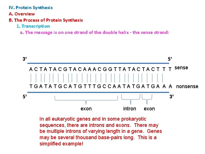 IV. Protein Synthesis A. Overview B. The Process of Protein Synthesis 1. Transcription a.
