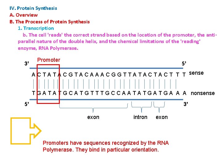 IV. Protein Synthesis A. Overview B. The Process of Protein Synthesis 1. Transcription b.