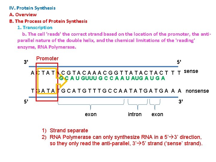 IV. Protein Synthesis A. Overview B. The Process of Protein Synthesis 1. Transcription b.