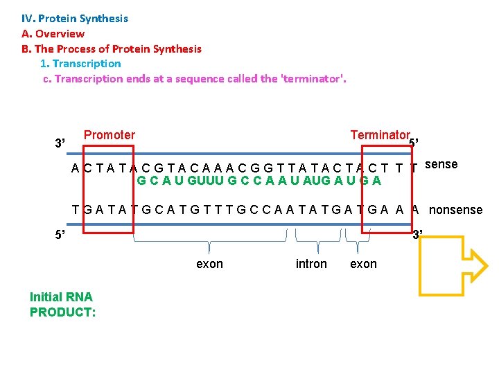 IV. Protein Synthesis A. Overview B. The Process of Protein Synthesis 1. Transcription c.
