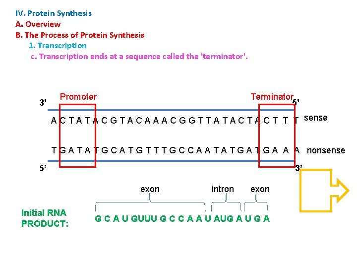 IV. Protein Synthesis A. Overview B. The Process of Protein Synthesis 1. Transcription c.