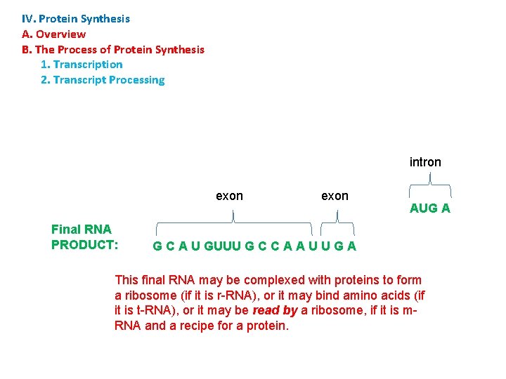 IV. Protein Synthesis A. Overview B. The Process of Protein Synthesis 1. Transcription 2.