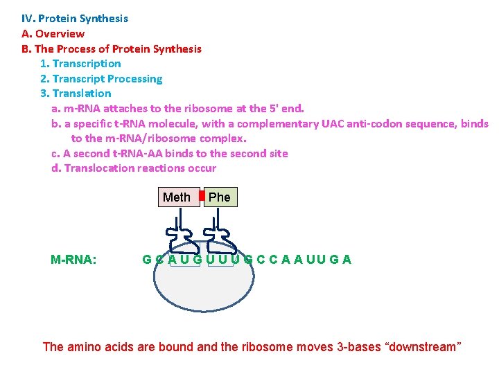 IV. Protein Synthesis A. Overview B. The Process of Protein Synthesis 1. Transcription 2.