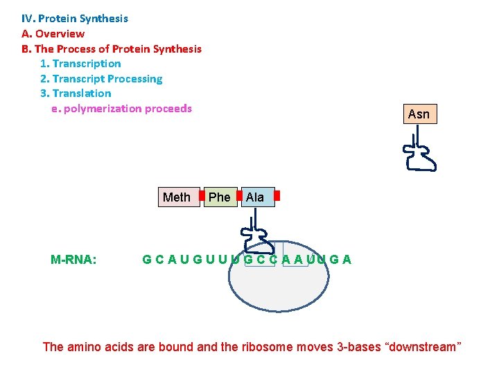 IV. Protein Synthesis A. Overview B. The Process of Protein Synthesis 1. Transcription 2.