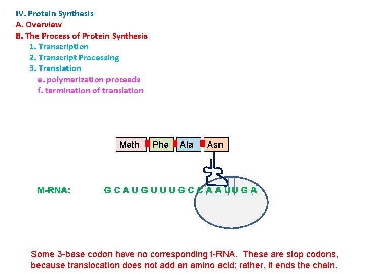 IV. Protein Synthesis A. Overview B. The Process of Protein Synthesis 1. Transcription 2.